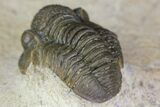 Gerastos Trilobite Fossil - Foum Zguid, Morocco #145739-5
